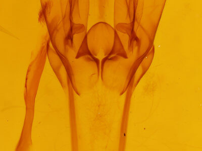 genitalia view of adult Daddala microdesma