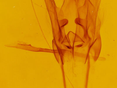 genitalia view of adult Daddala brevicauda