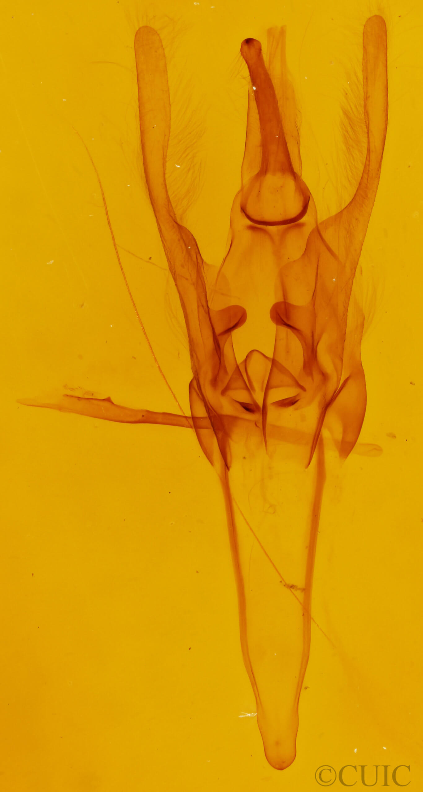 genitalia view of adult Daddala brevicauda