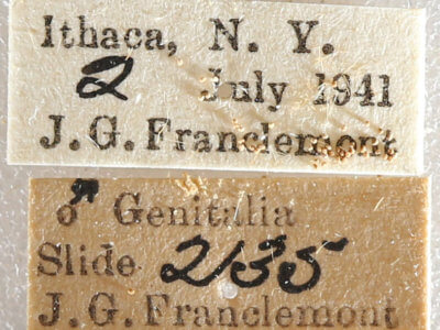 label view of adult Datana drexelii