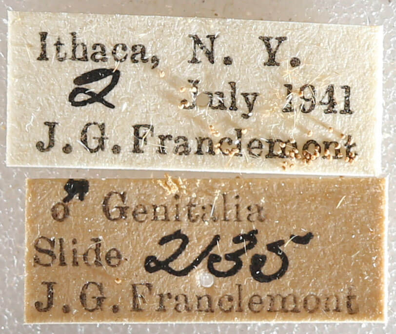 label view of adult Datana drexelii