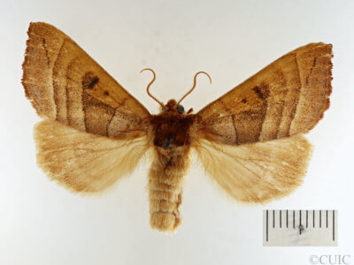 dorsal view of adult Datana drexelii