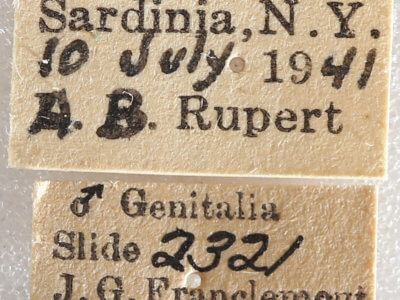 label view of adult Datana ministra