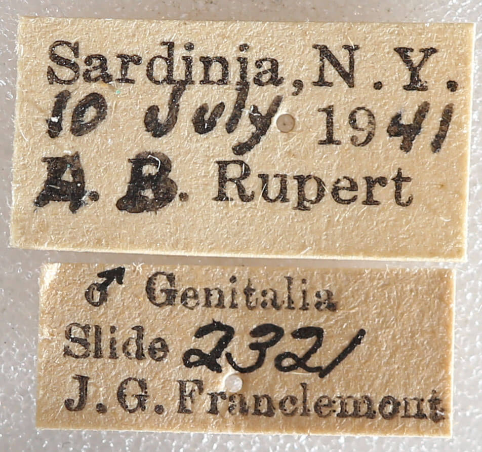 label view of adult Datana ministra