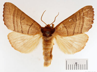 dorsal view of adult Datana ministra