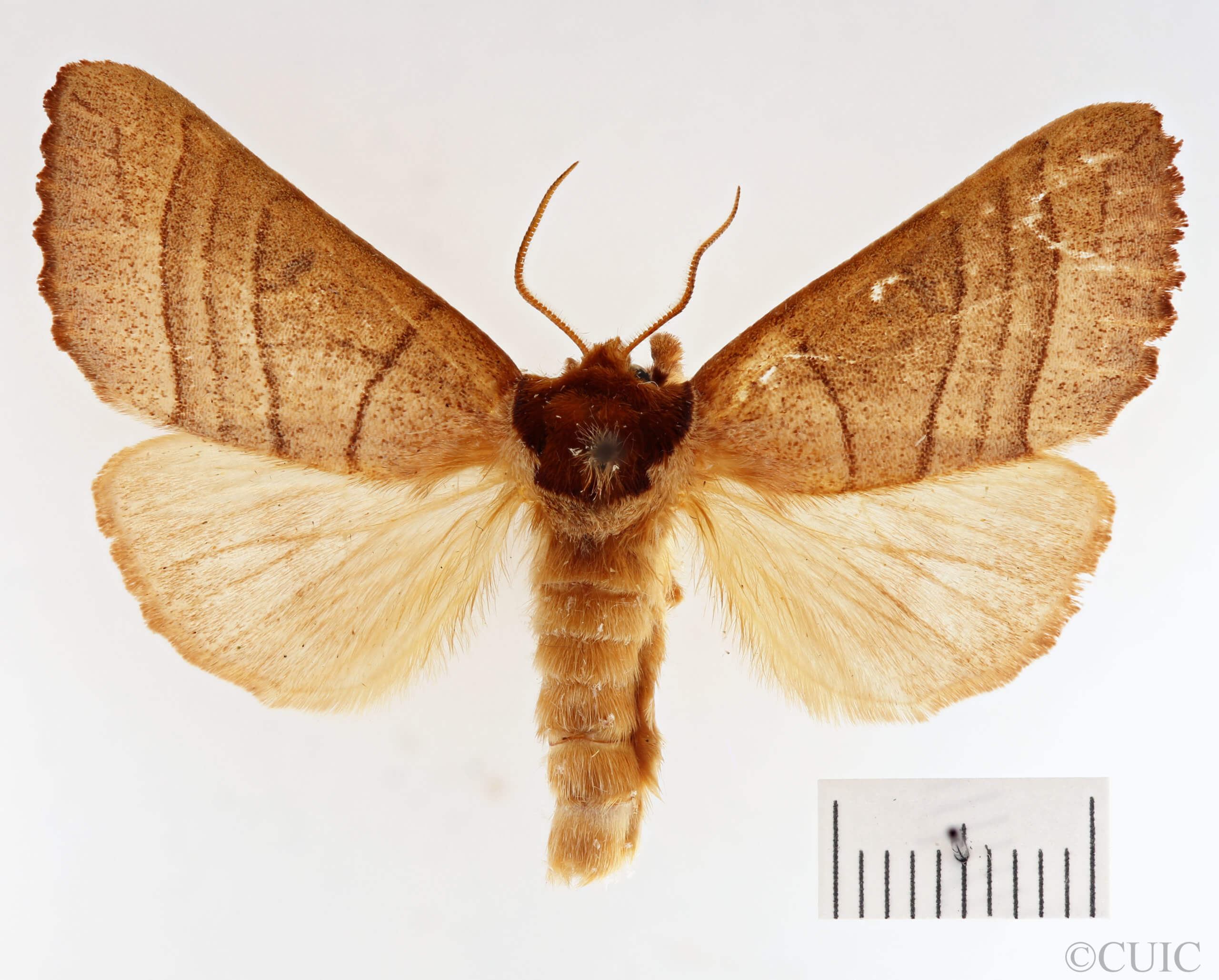 dorsal view of adult Datana ministra
