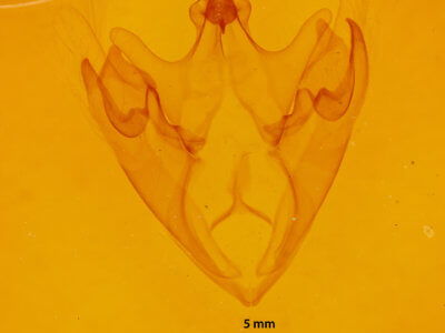 genitalia view of adult Thyas juno