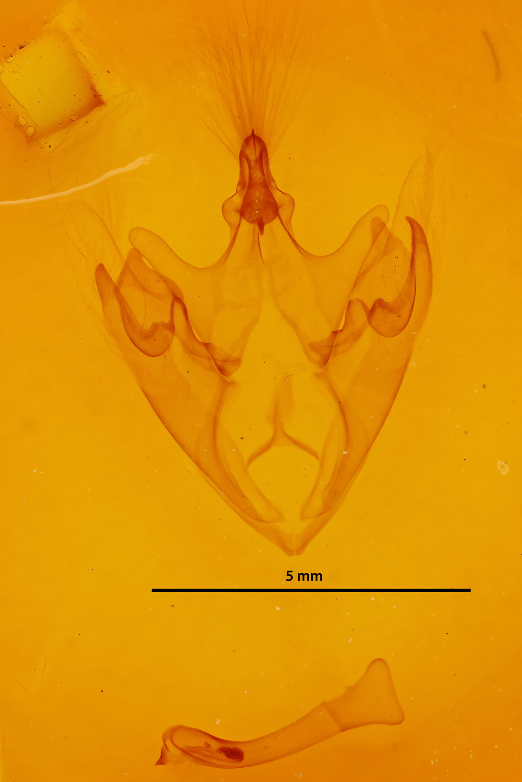 genitalia view of adult Thyas juno