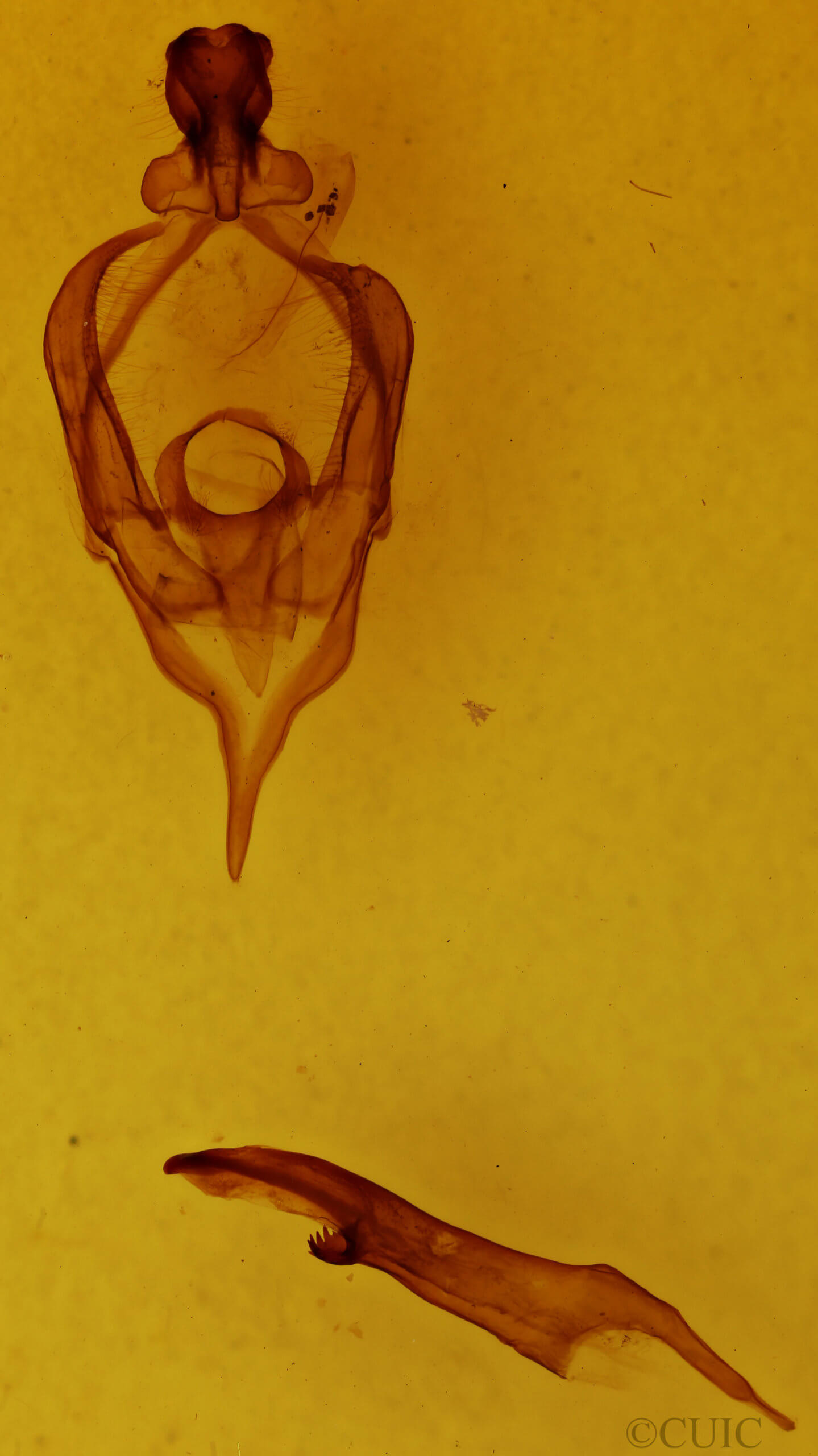 genitalia view of adult Desmeocraera sp.