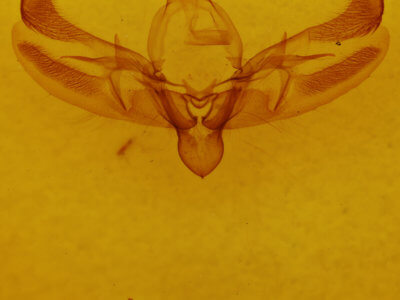 genitalia view of adult Diarsia