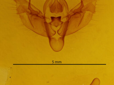 genitalia view of adult Diarsia