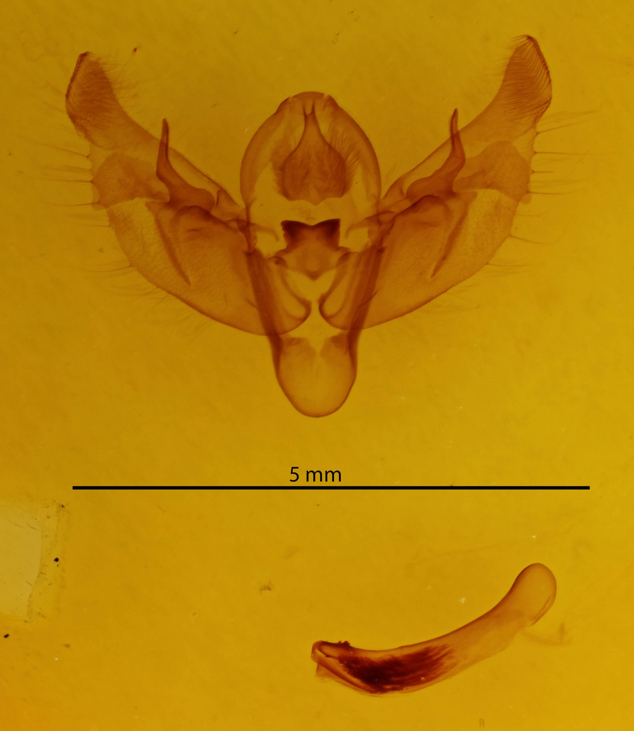 genitalia view of adult Diarsia