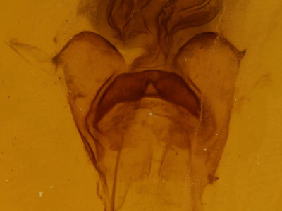 genitalia view of adult Diarsia