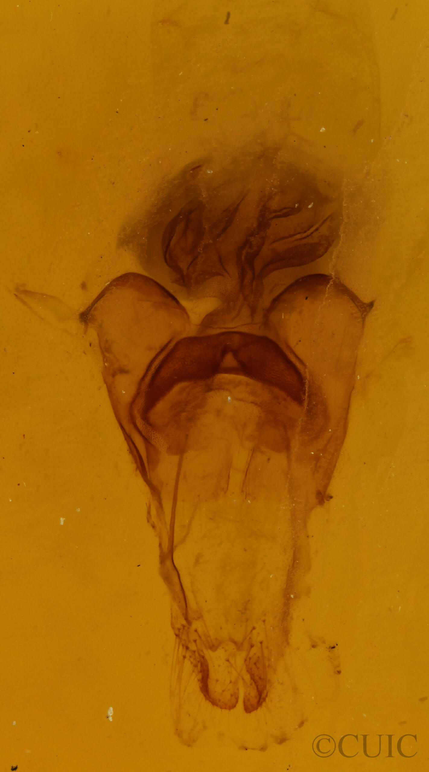genitalia view of adult Diarsia