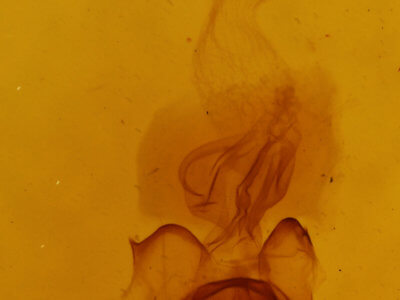 genitalia view of adult Diarsia