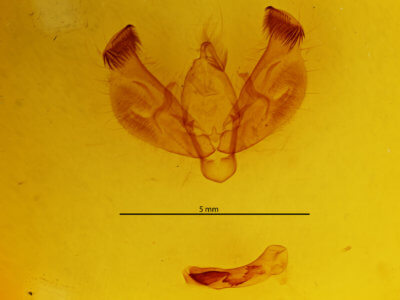 genitalia view of adult Diarsia dahlii