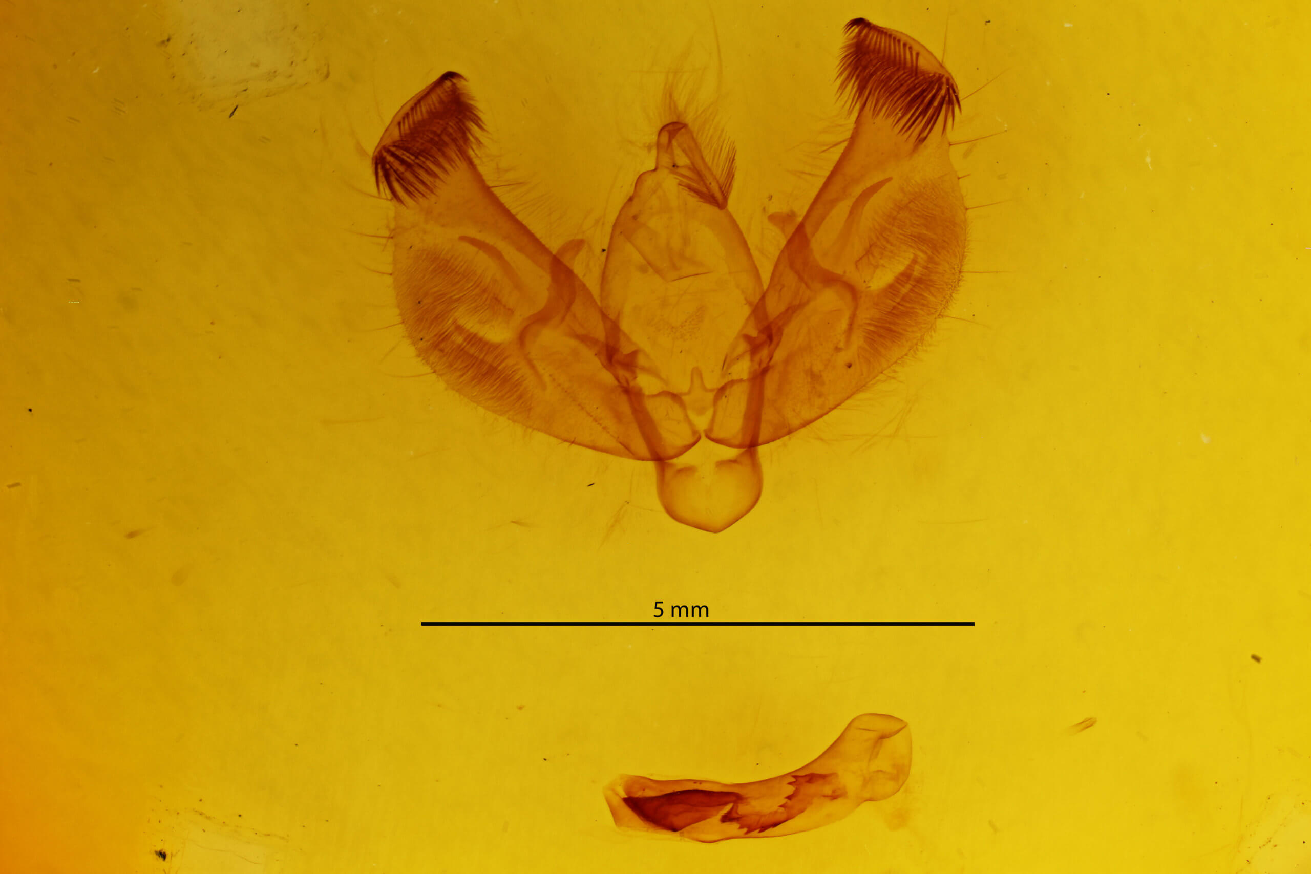 genitalia view of adult Diarsia dahlii
