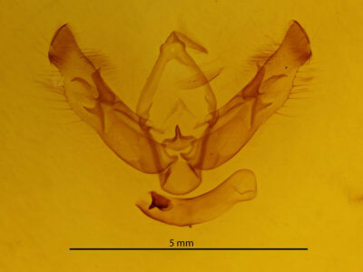 genitalia view of adult Diarsia esurialis