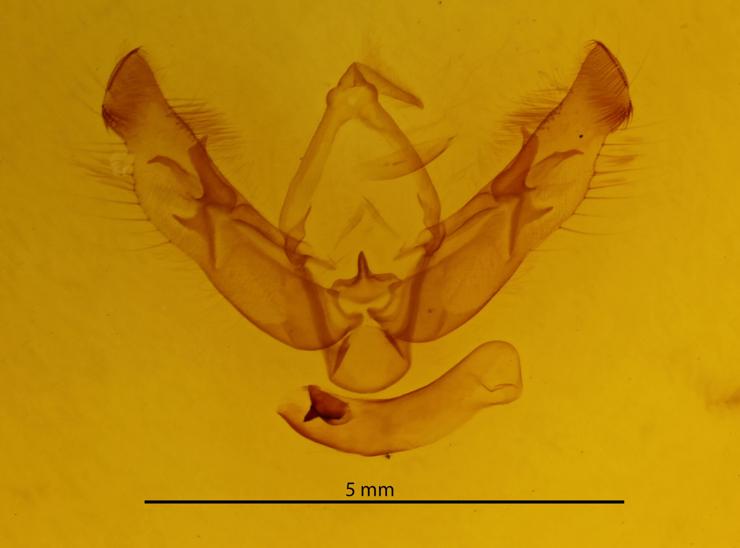 genitalia view of adult Diarsia esurialis
