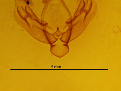 genitalia view of adult Diarsia festiva