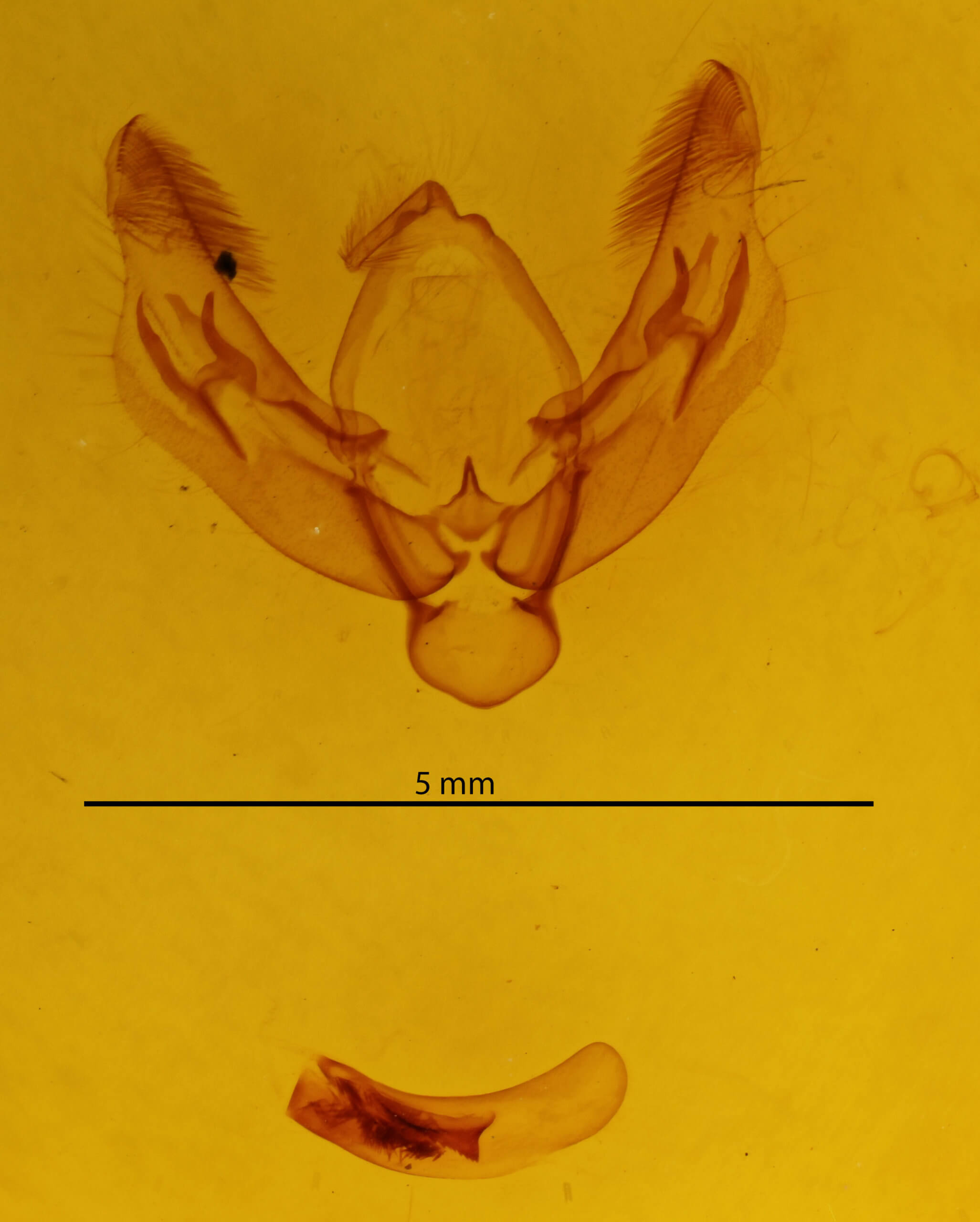 genitalia view of adult Diarsia festiva