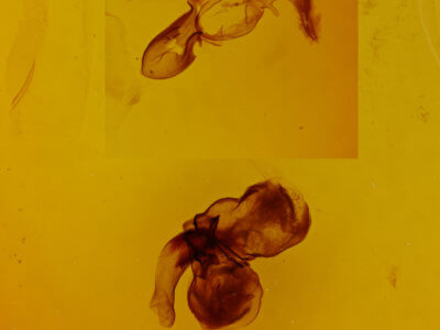 genitalia view of adult Diasia rosaria rosaria