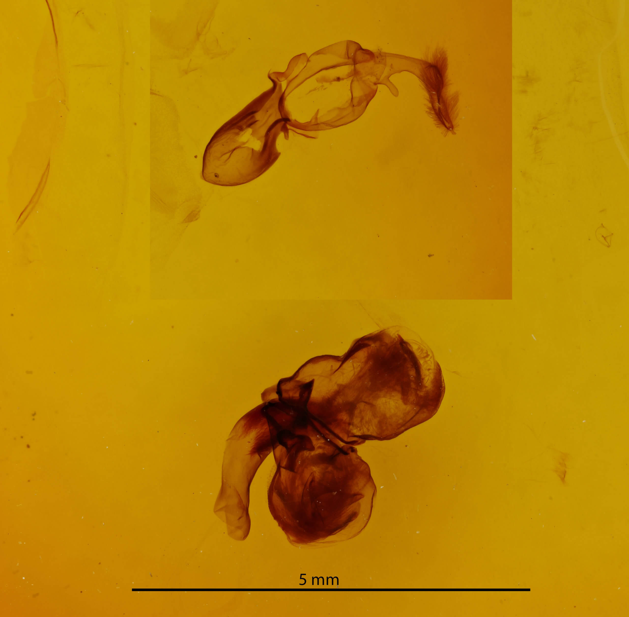 genitalia view of adult Diasia rosaria rosaria