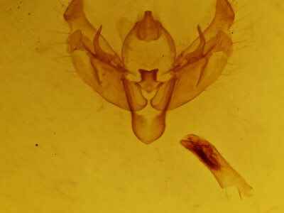 genitalia view of adult Diarsia rosaria rosaria