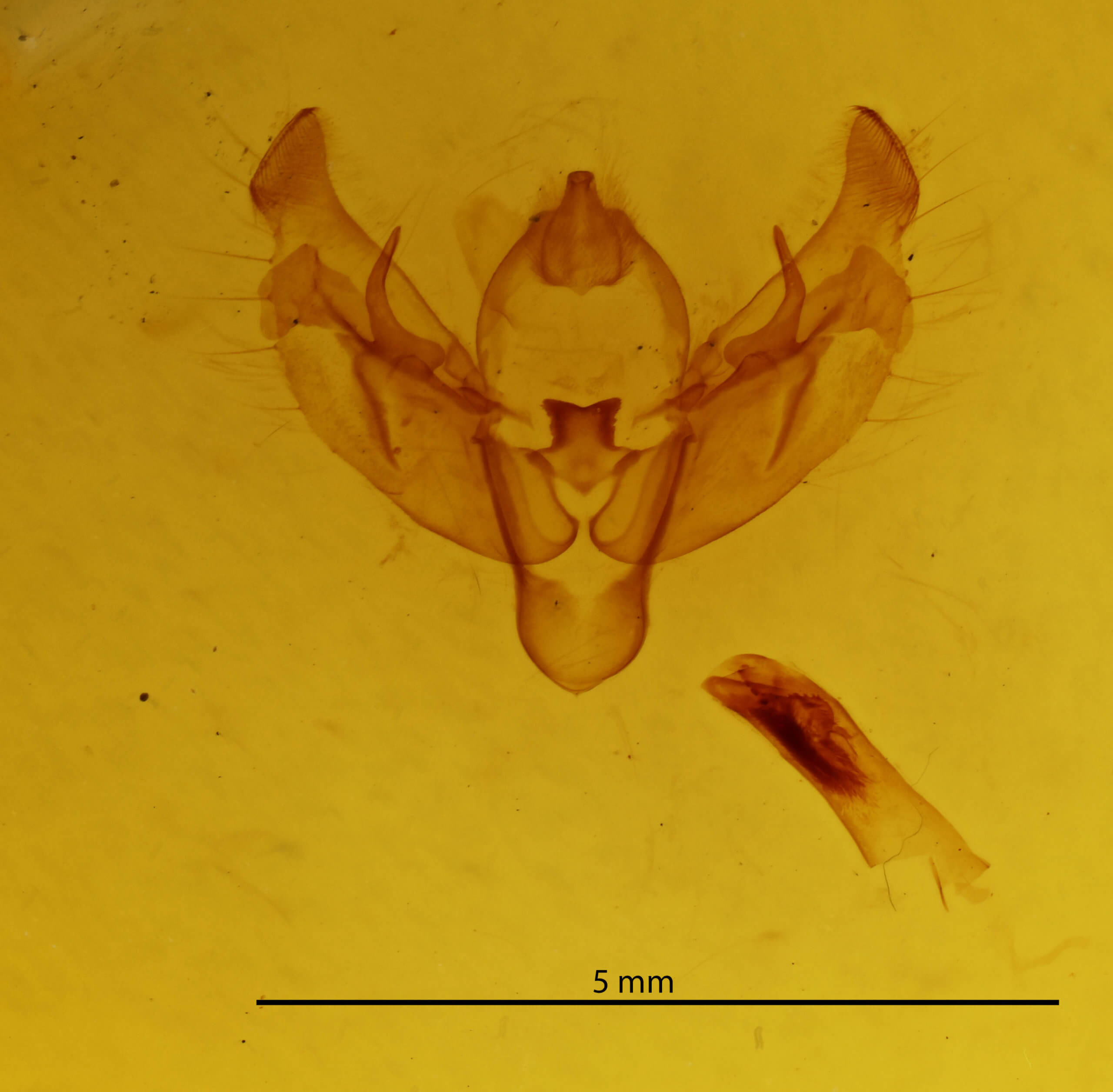 genitalia view of adult Diarsia rosaria rosaria