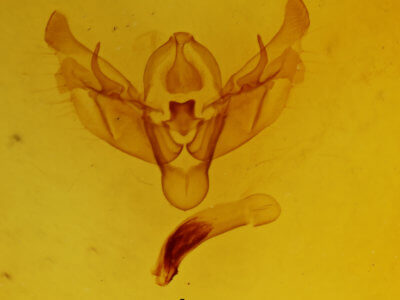 genitalia view of adult Diarsia rosaria rosaria