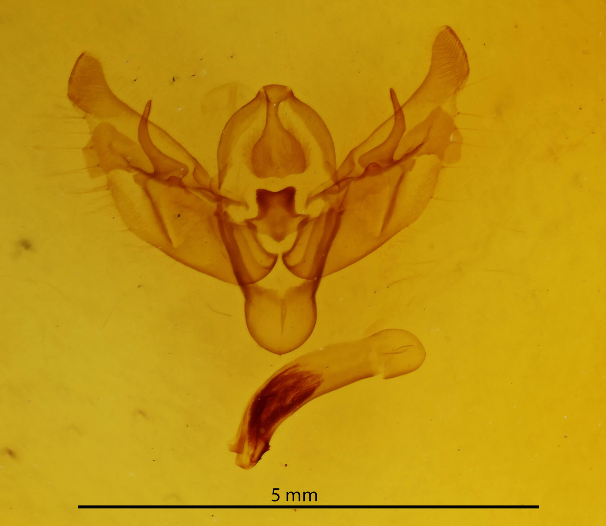 genitalia view of adult Diarsia rosaria rosaria
