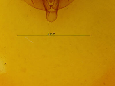 genitalia view of adult Diarsia rosaria