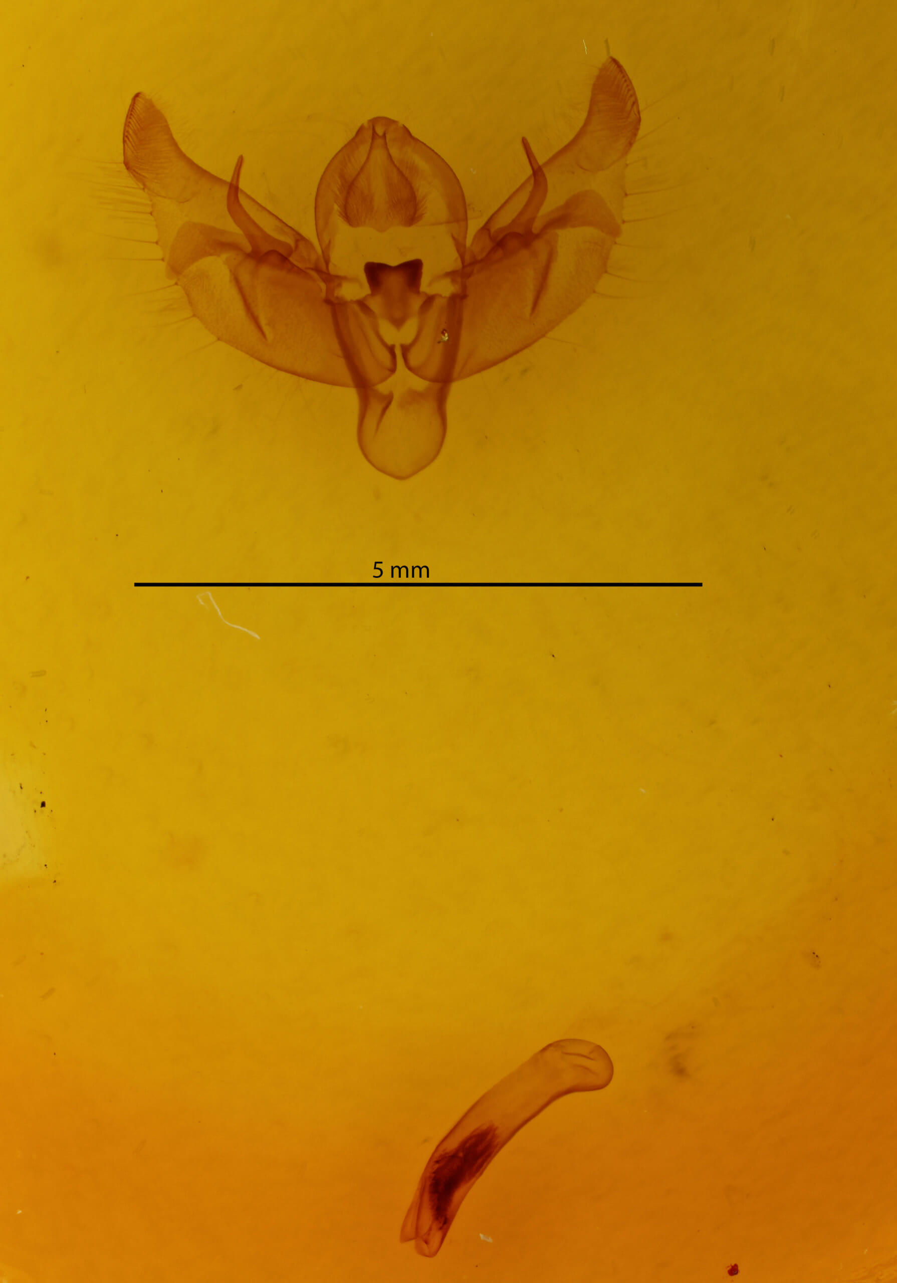 genitalia view of adult Diarsia rosaria