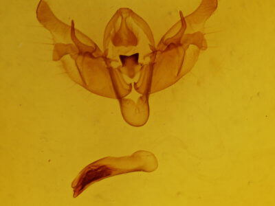 genitalia view of adult Diarsia rosaria