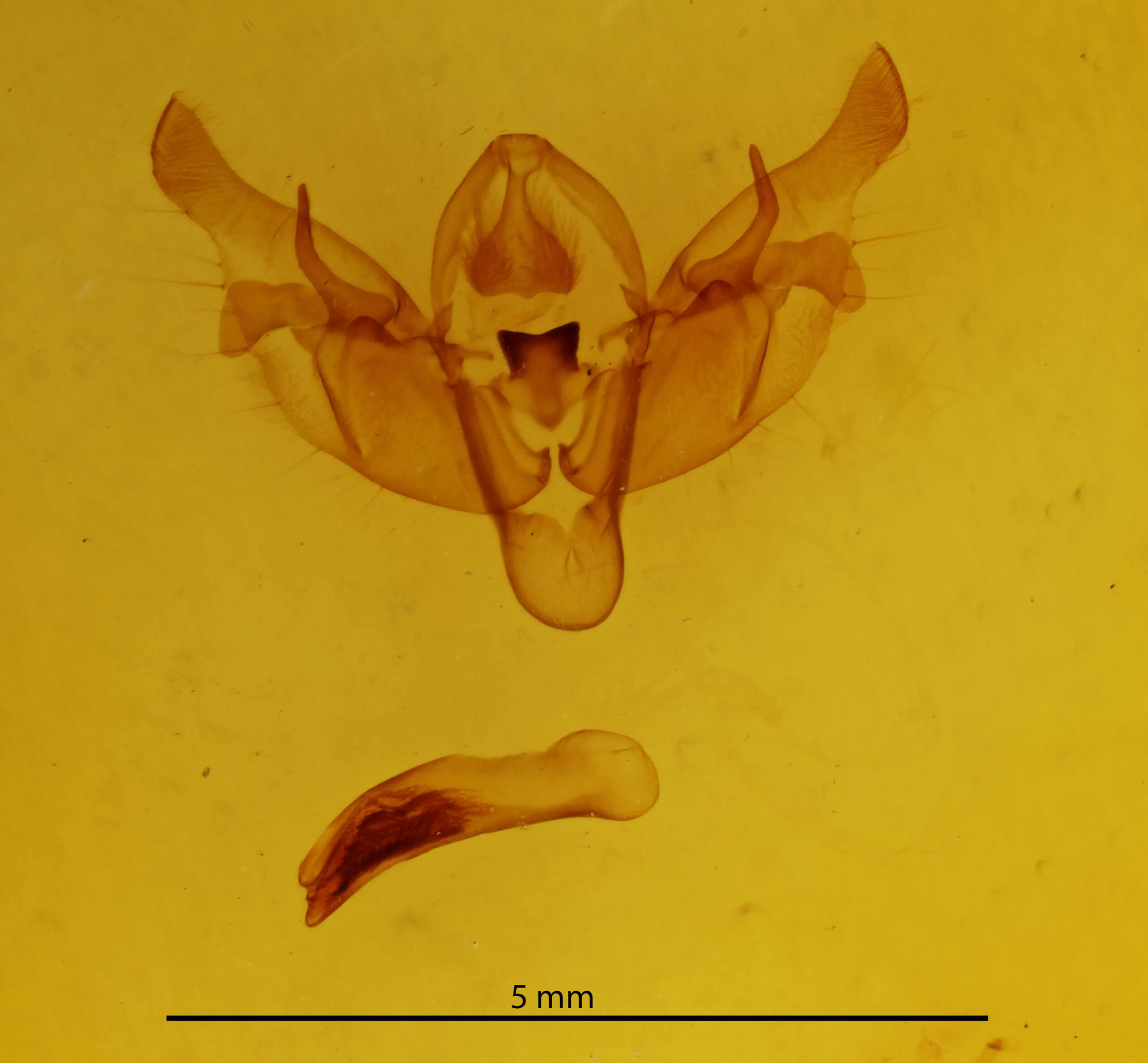 genitalia view of adult Diarsia rosaria