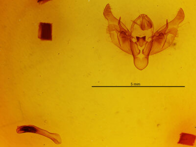 genitalia view of adult Diarsia rosaria