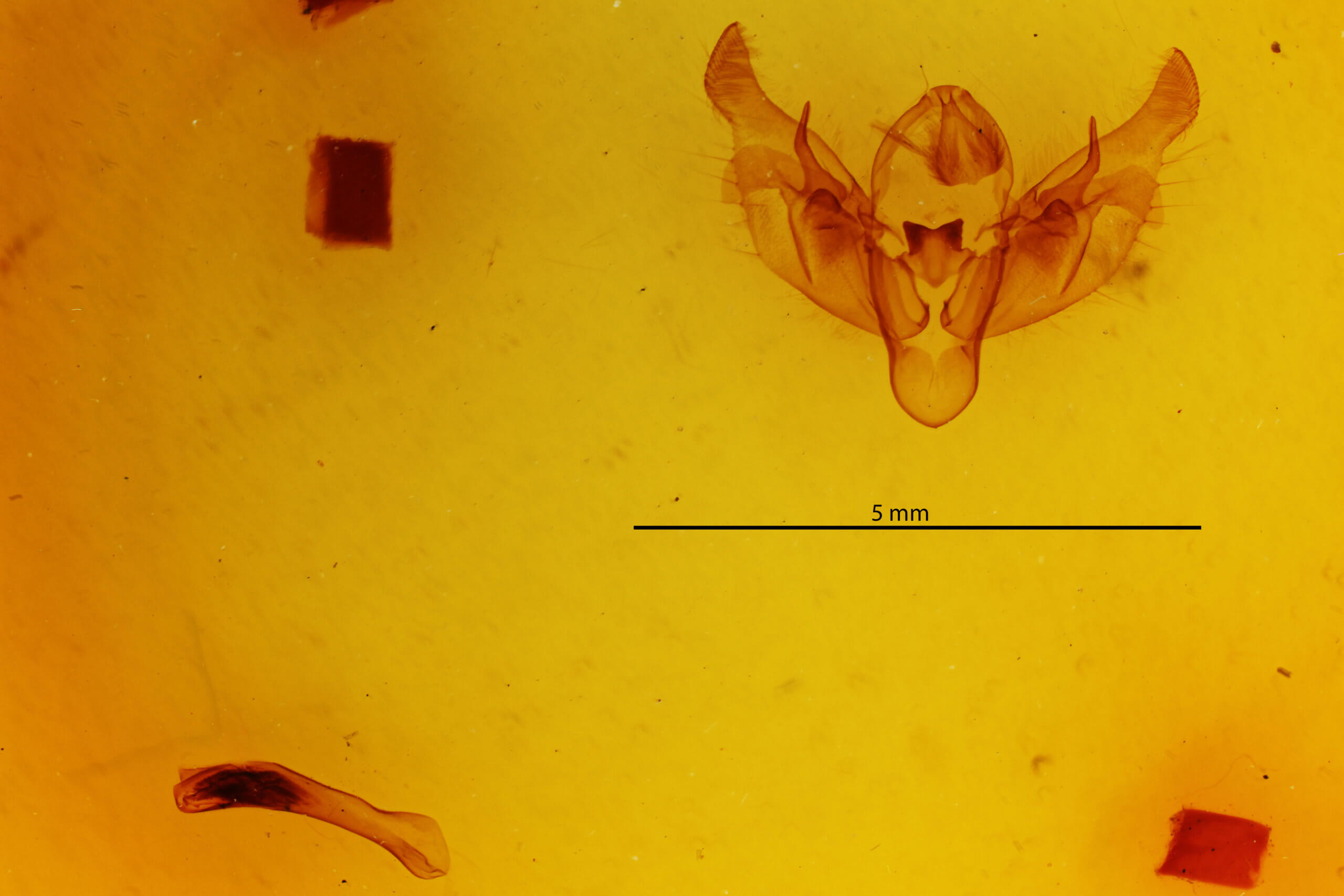 genitalia view of adult Diarsia rosaria