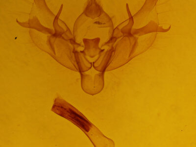 genitalia view of adult Diarsia rubi