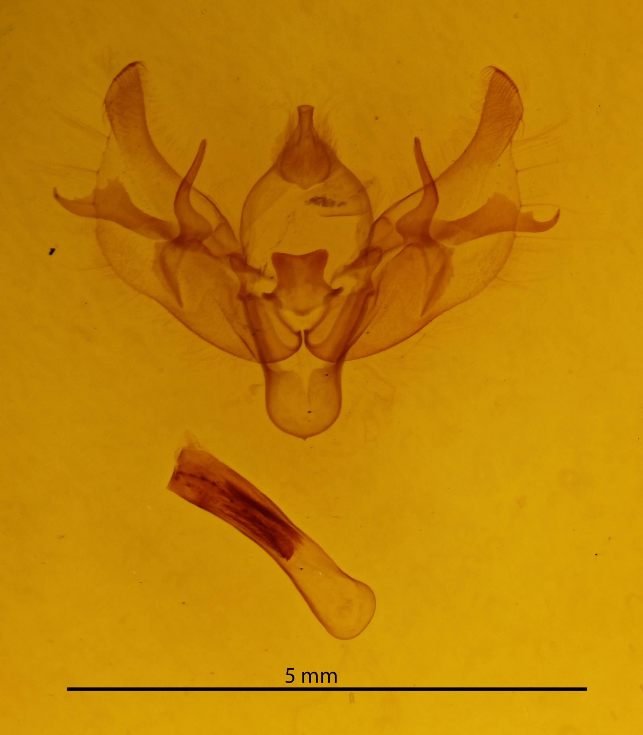 genitalia view of adult Diarsia rubi