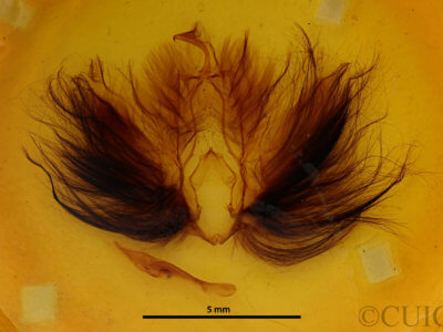 genitalia view of adult Dypterygia babooni