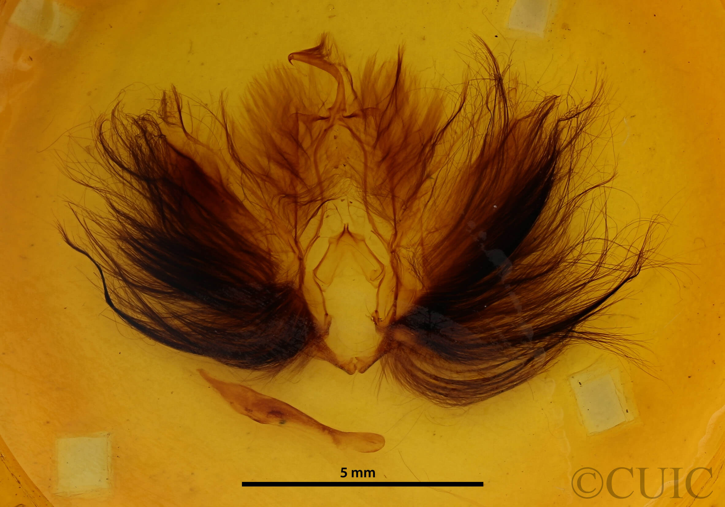 genitalia view of adult Dypterygia babooni