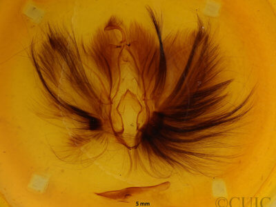 genitalia view of adult Dypterygia babooni