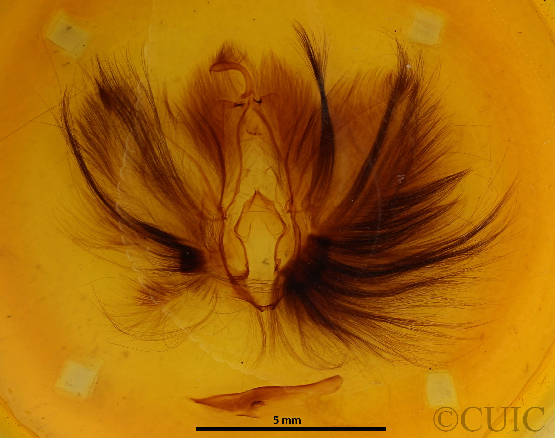 genitalia view of adult Dypterygia babooni