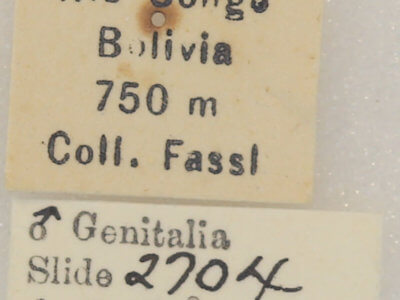 label view of adult Drastoma dardania