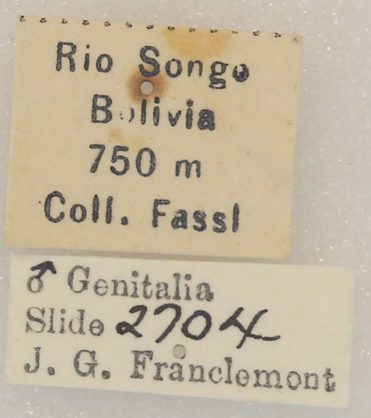 label view of adult Drastoma dardania