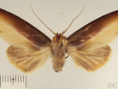 dorsal view of adult Drastoma dardania