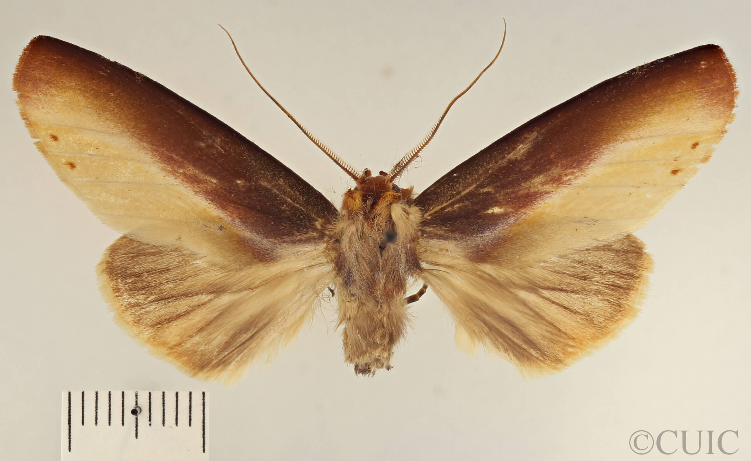 dorsal view of adult Drastoma dardania