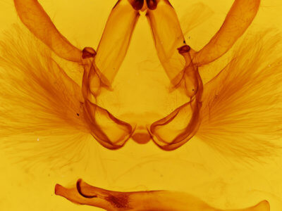 genitalia view of adult Drastoma dardania