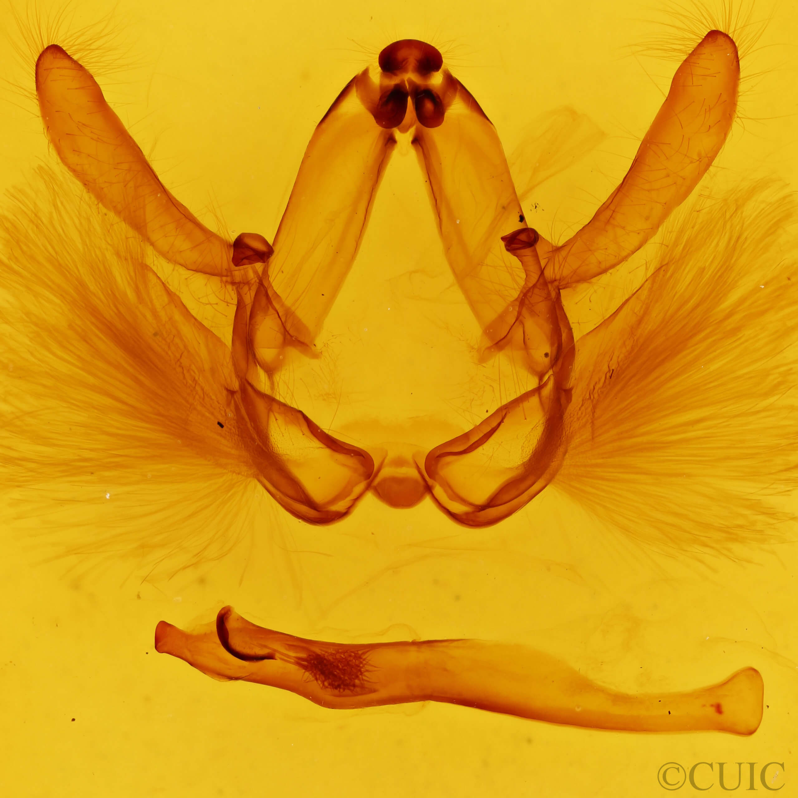 genitalia view of adult Drastoma dardania