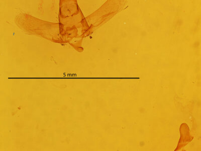genitalia view of adult Drepatalodes